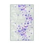 Conceptum Alfombra Eexfab433 Multicolor 80 x 120 cm